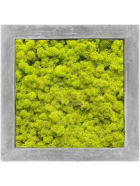 Картина из мха polystone raw grey 100% reindeer moss (spring green)