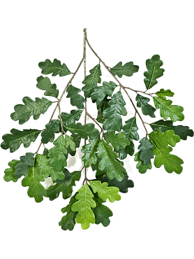 Oak common branch