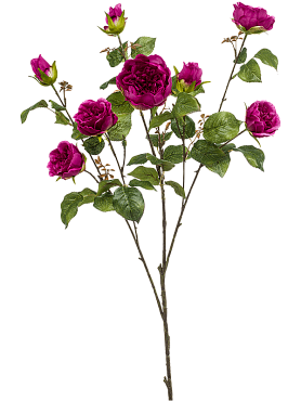 Rose london purple