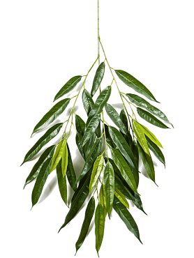 Ficus royal longifolia branch