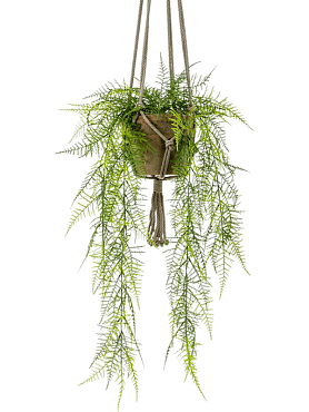 Asparagus plumosus bush (15 lvs.)