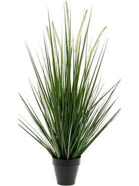 Grass alopecurus bush