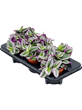 Tradescantia albiflora 'nanouk' 6/tray