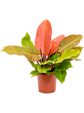 Philodendron 'prince of orange' bush