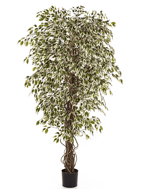 Ficus hawaiian liana var. branched