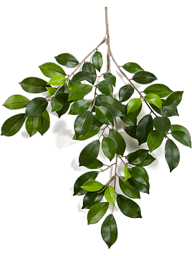 Ficus folia branch