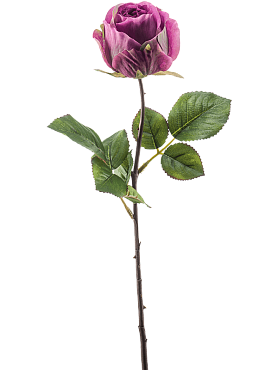Rose femke purple