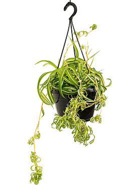 Chlorophytum comosum 'bonnie' hanger (40-50)