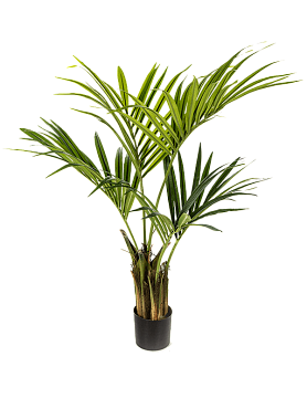 Kentia 4' palm (78 lvs.)