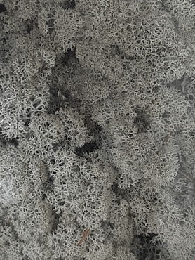 Стабилизированный мох Reindeer moss grey (6 windowкоробка = примерно. 0,45 m²)