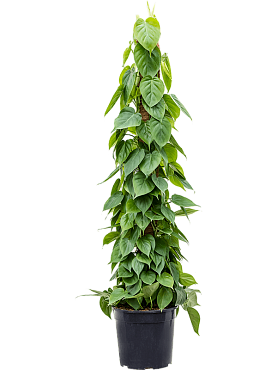 Philodendron scandens on moss-pole 150