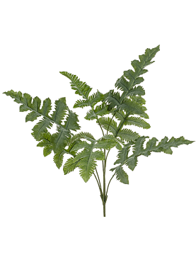 Phlebodium bush