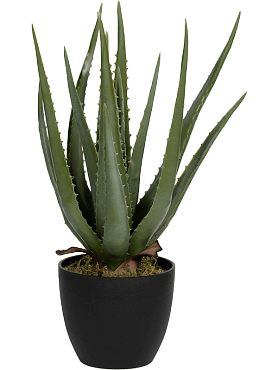 Aloe tuft