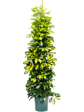 Schefflera arboricola 'gold capella' pyramid