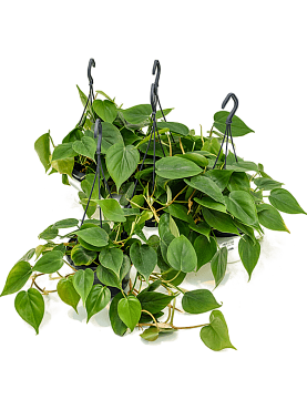Philodendron scandens 4/tray hanger