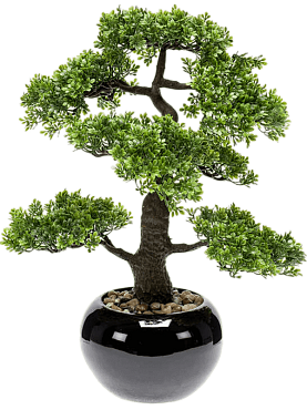 Ficus bonsai in pot black