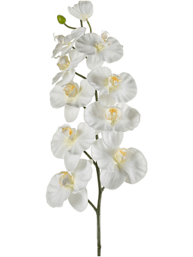 Phalaenopsis cream