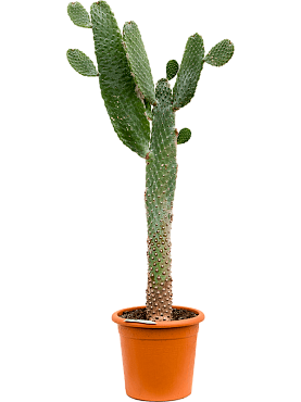 Opuntia consolea branched