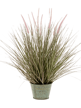 Grass pennisetum in zinc pot