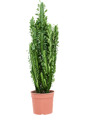 Euphorbia trigona branched