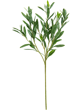 Olive (112 lvs.)