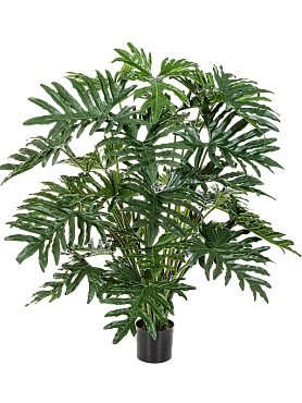 Philodendron bush (30x)