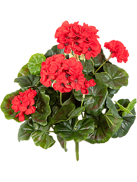 Geranium bush red (7x)