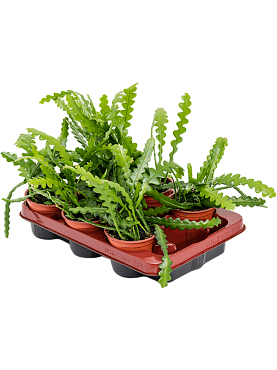 Epiphyllum anguliger 6/tray