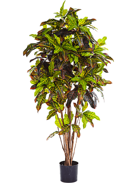 Croton exellent branched