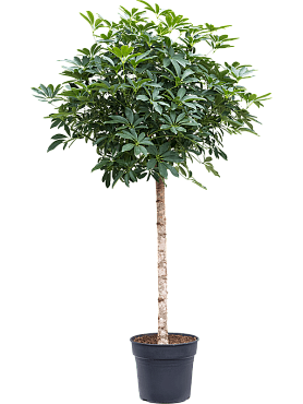 Schefflera arboricola 'compacta' stem