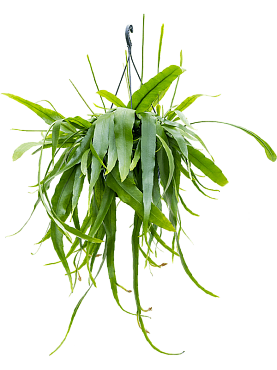 Epiphyllum pumilum hanging plant