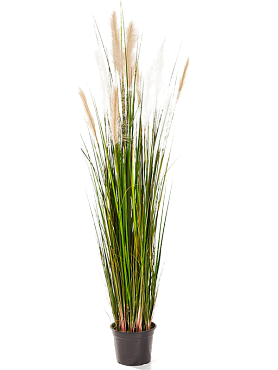 Grass reed bush cream / brown