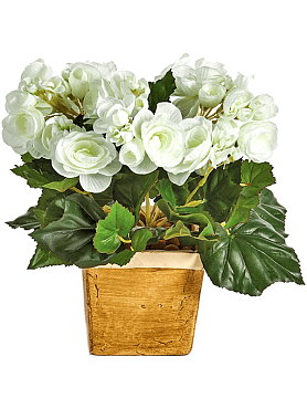Begonia bush cream
