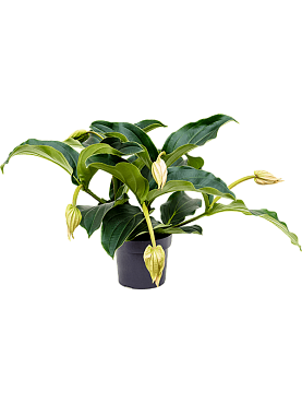 Medinilla magnifica 4+ flowers