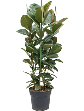 Ficus elastica 'robusta' tuft
