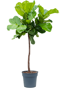 Ficus lyrata stem