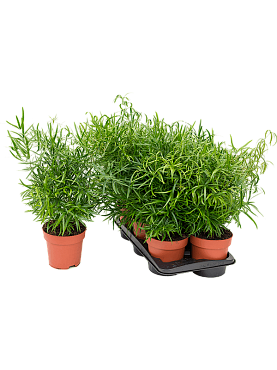 Asparagus falcatus bush