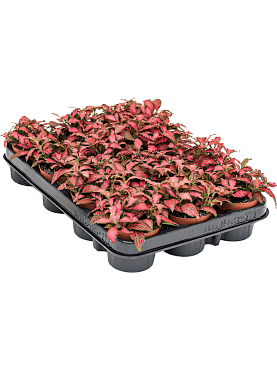 Fittonia 'forest flame' 12/tray