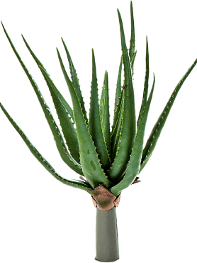 Aloe plant tuft (17 lvs.)