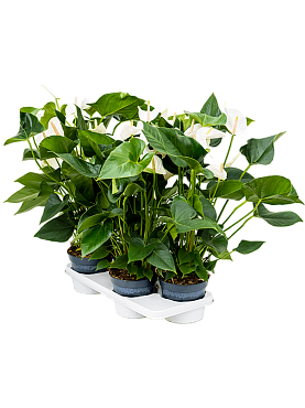 Anthurium andraeanum 'sierra white' 4/tray bush white