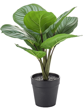 Calathea bush (8x) green/grey in pot