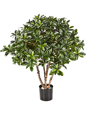 Euonymus japonicus bush