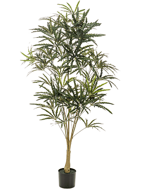Plerandra elegantissima branched