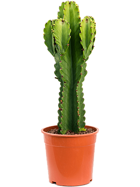 Euphorbia ingens branched