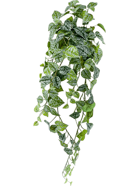 Scindapsus pictus hanging bush