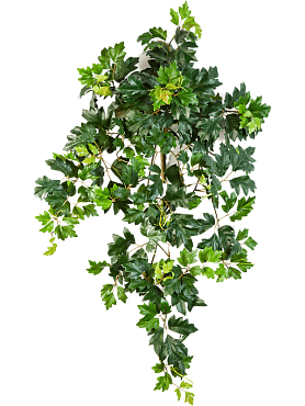 Ivy hanging bush