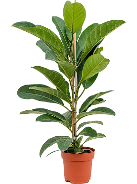 Ficus benghalensis 'roy' tuft