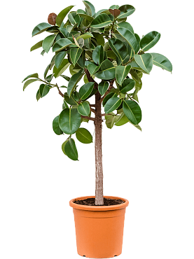 Ficus elastica 'robusta' stem