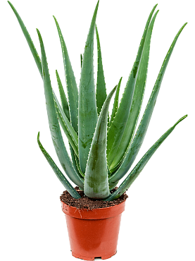 Aloe vera barbadensis