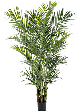 Kentia 9' palm (2 parts, 766 lvs.)